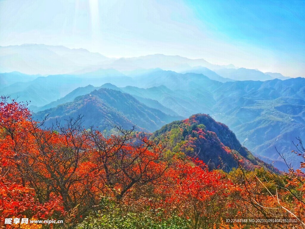 秋色 红叶