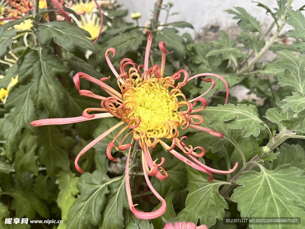 菊花