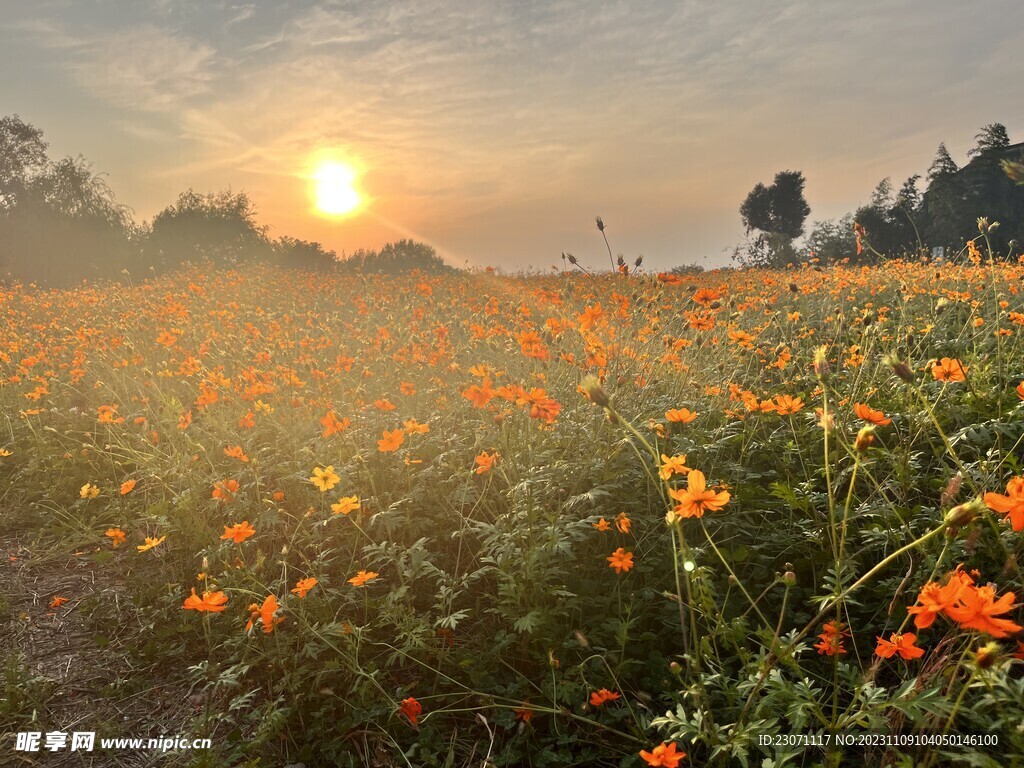 花海