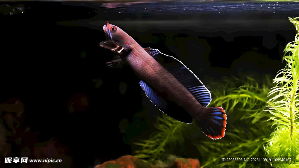 海洋生物