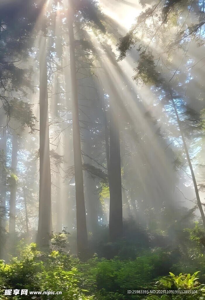 清晨的树林