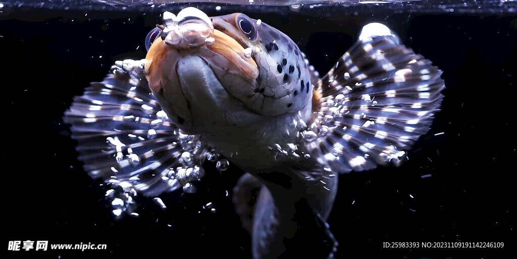 海洋生物