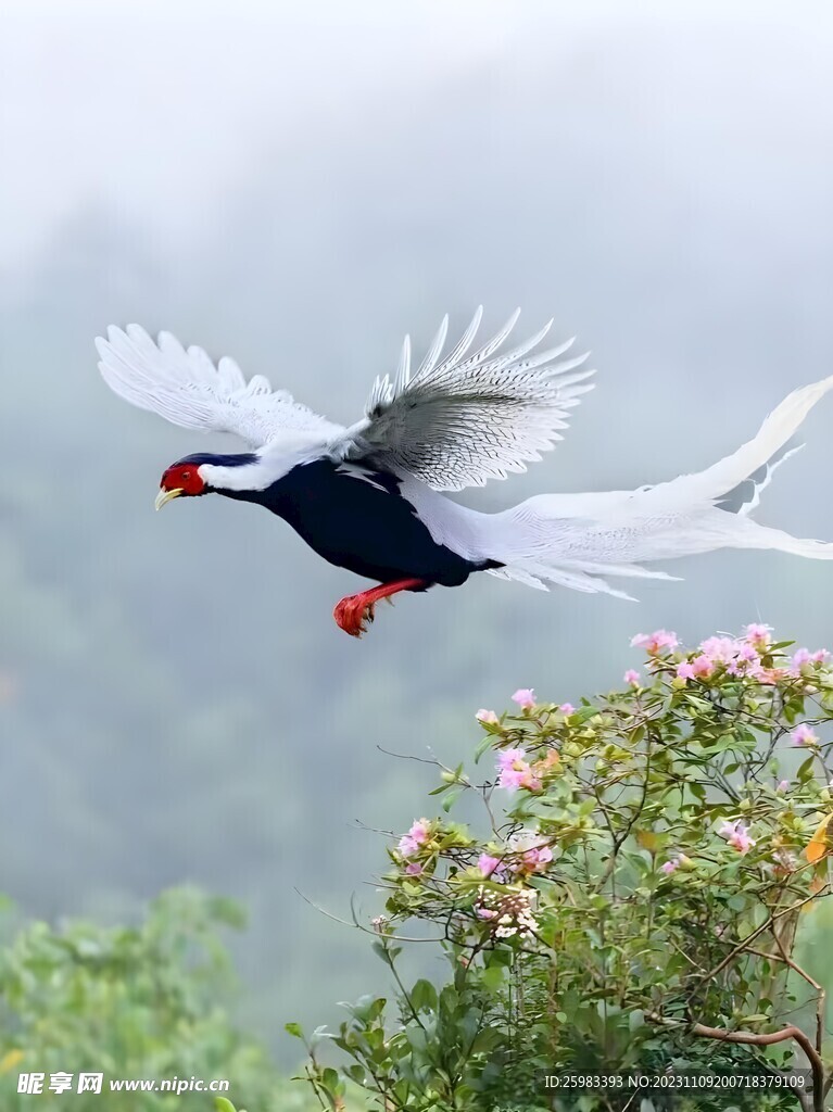 野鸡
