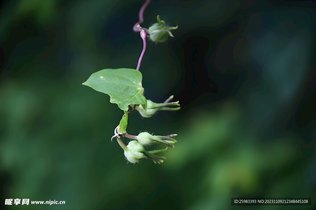 牵牛花