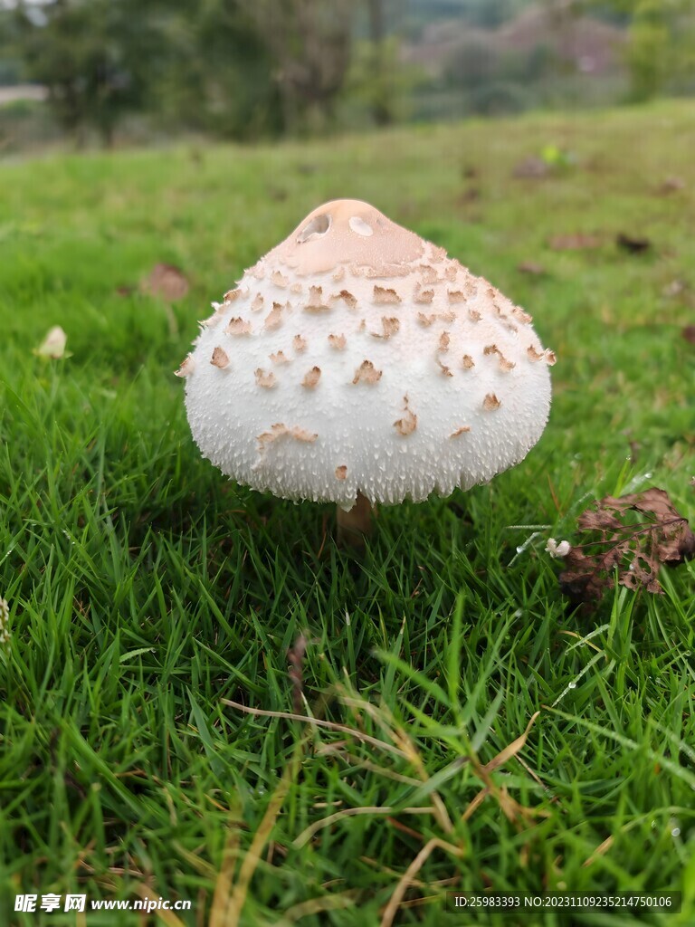 蘑菇
