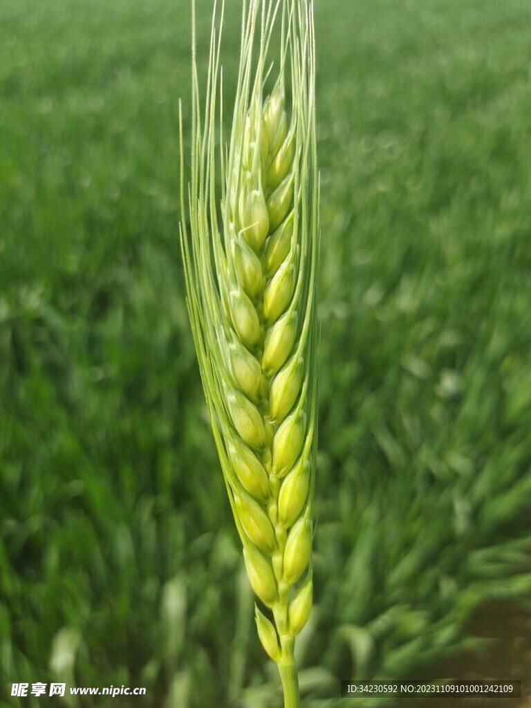 麦子