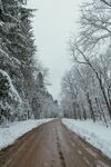 大雪覆盖的林中道路