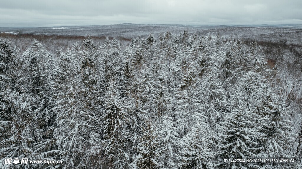 雪景中的树林