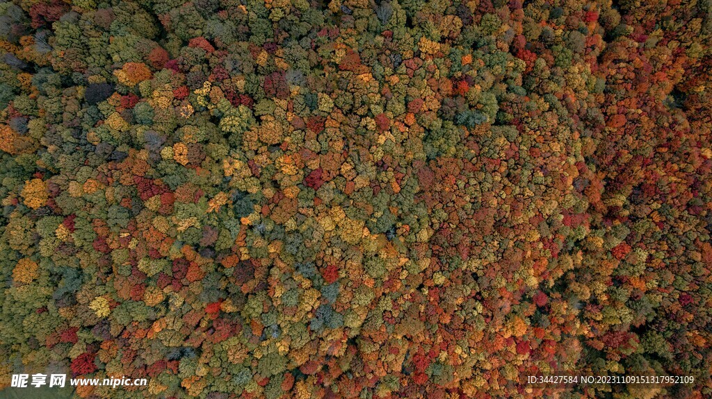 航拍秋季树林