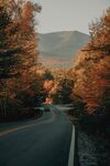秋林中道路