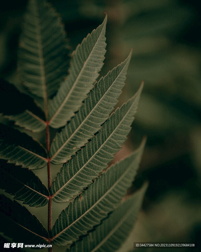绿叶素材