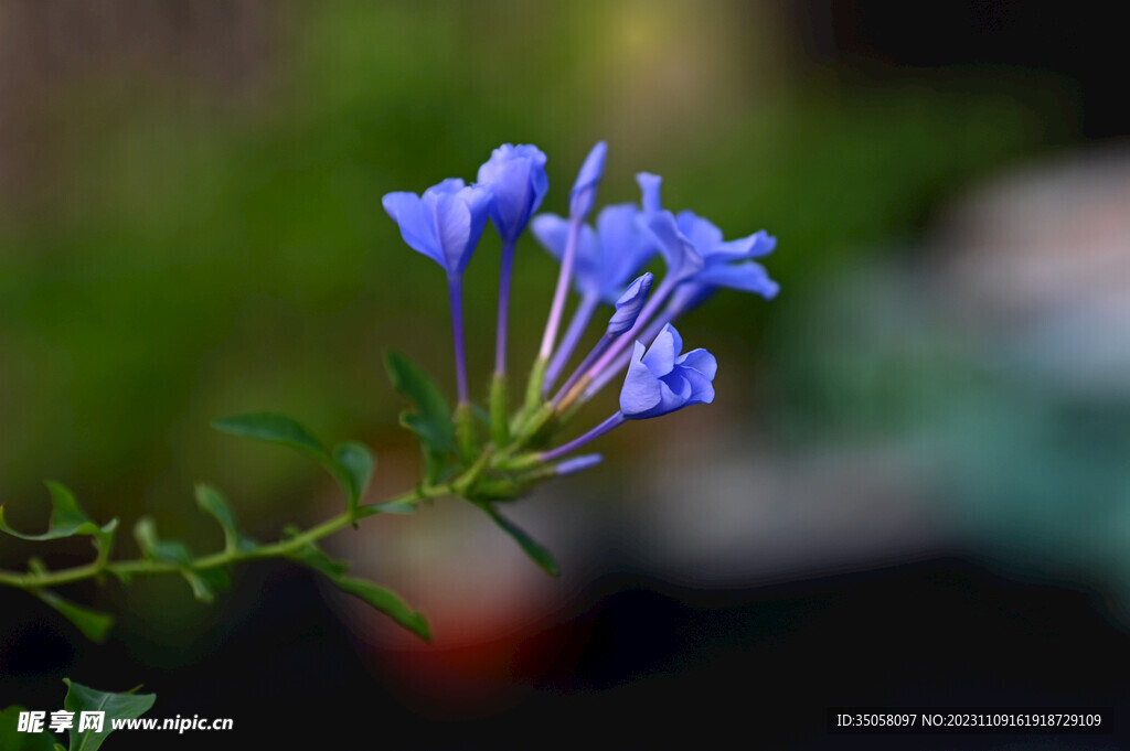 蓝雪花