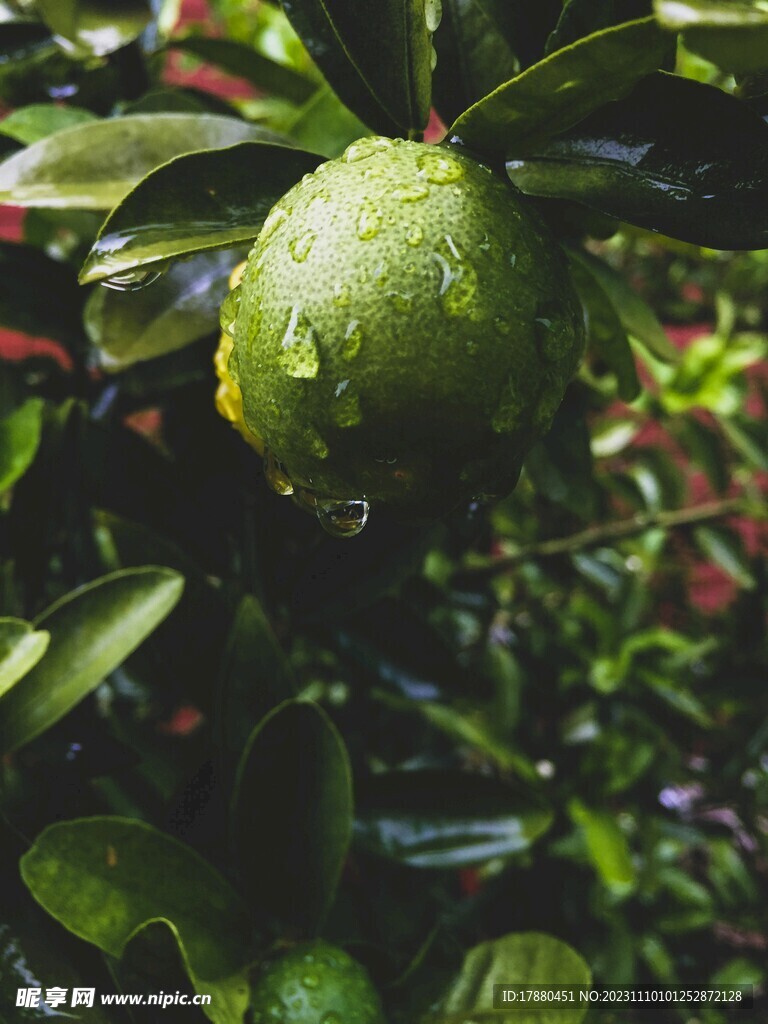 柠檬