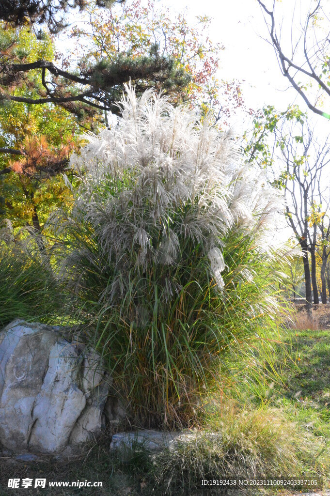 芒草风景 