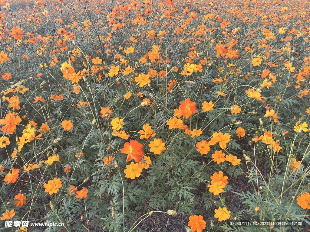 花海