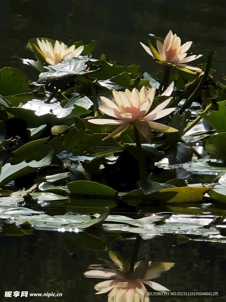 荷花