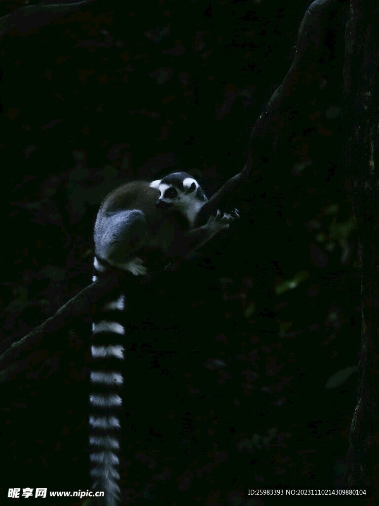 狐猴