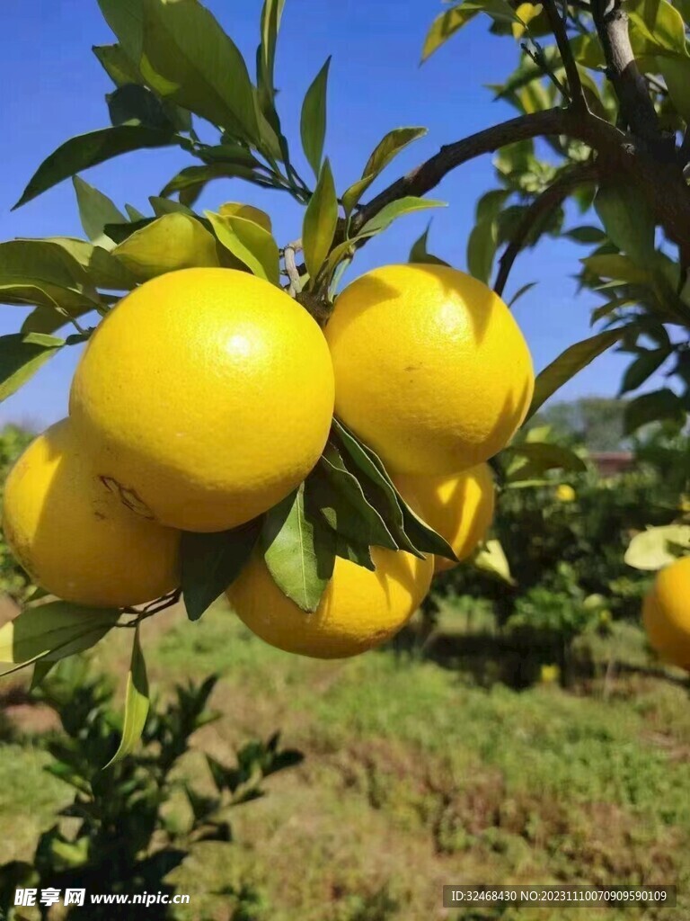 脐橙
