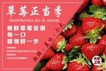 草莓推销海报