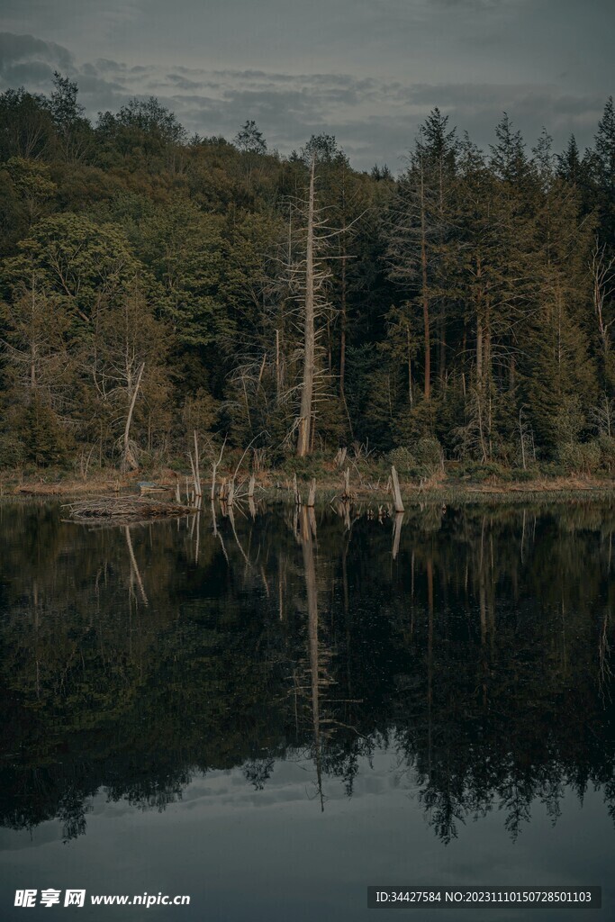 湖边树林