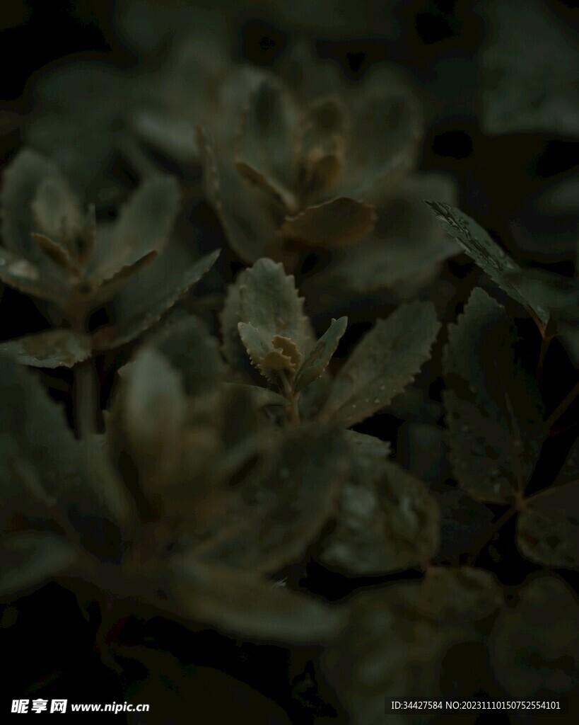 叶子素材