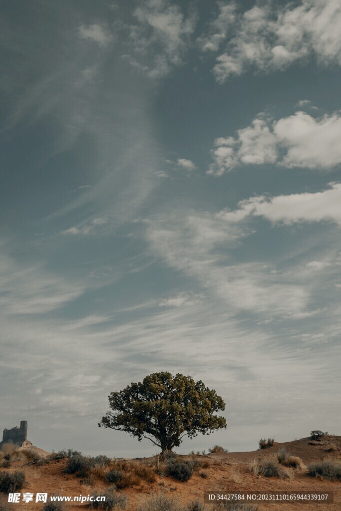孤树风景