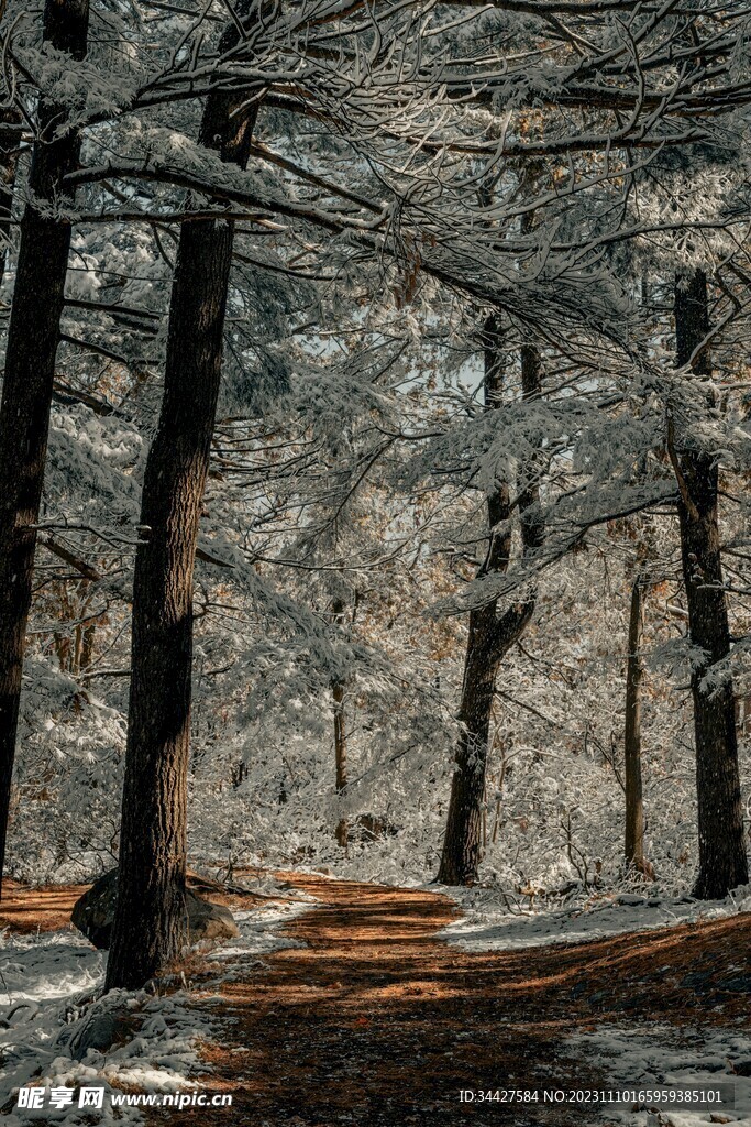 雪中林间道路