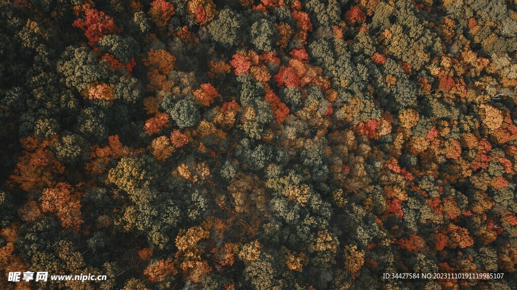 秋天树林的鸟瞰图