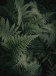 阙类植物叶子