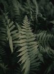 阙类植物叶子