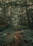 林间小路
