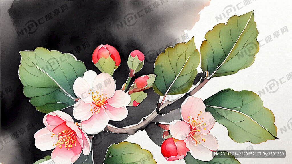 水彩画 海棠果 海棠花 清新