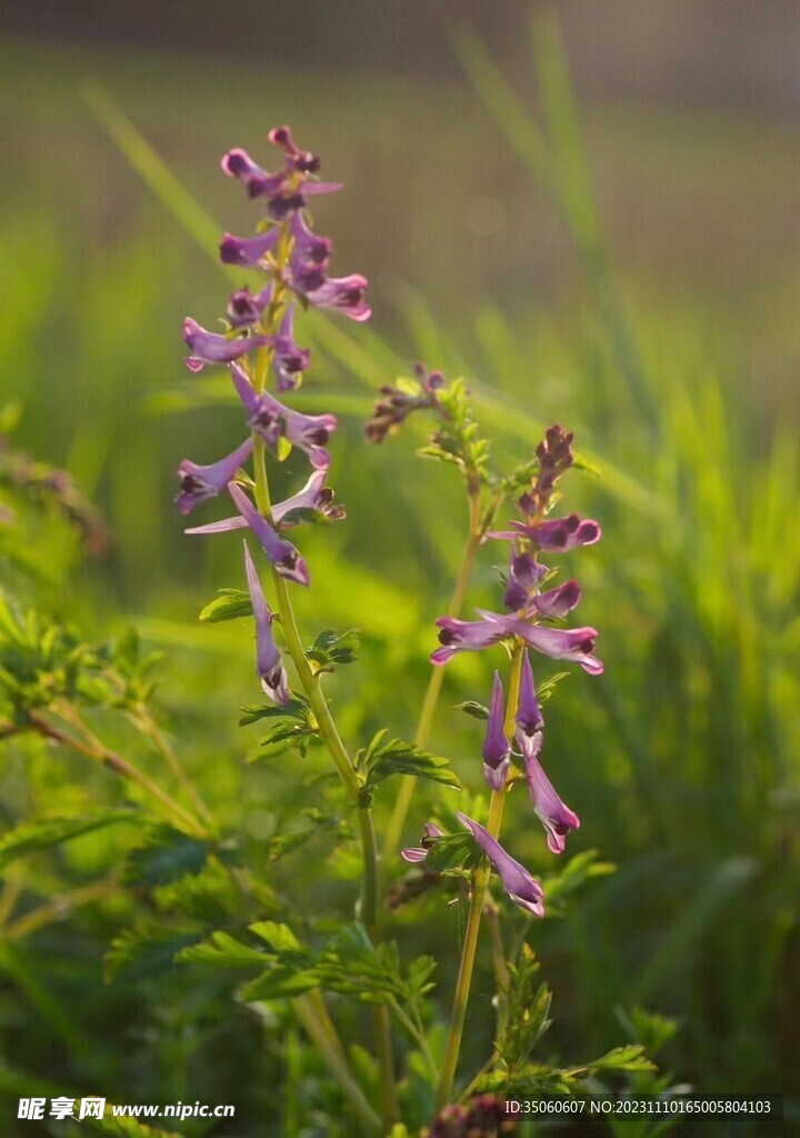 随拍花