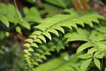 绿色植物