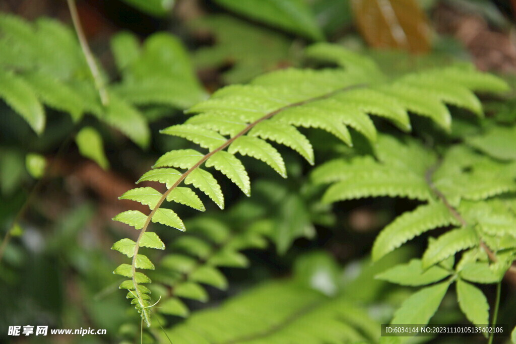 绿色植物