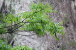 绿色植物
