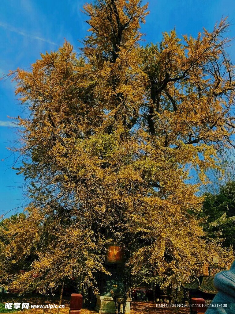 古观音禅寺银杏树