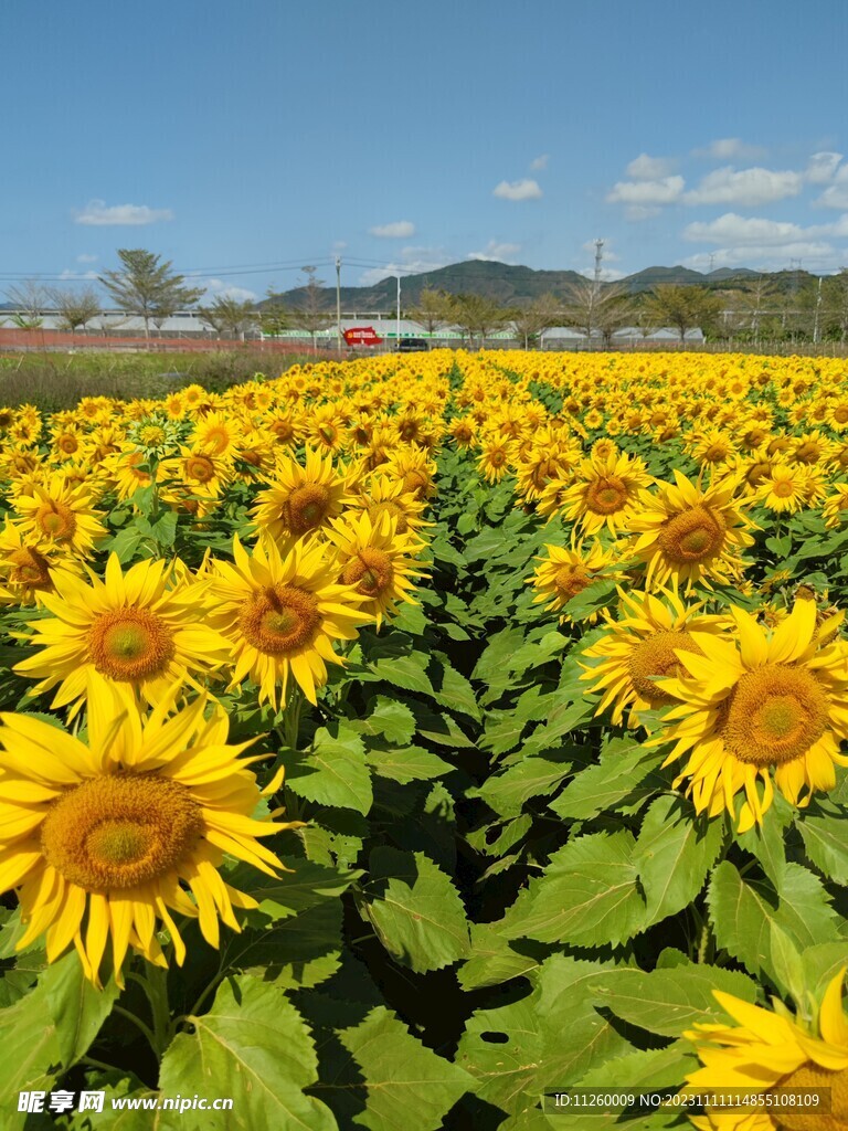 向日葵