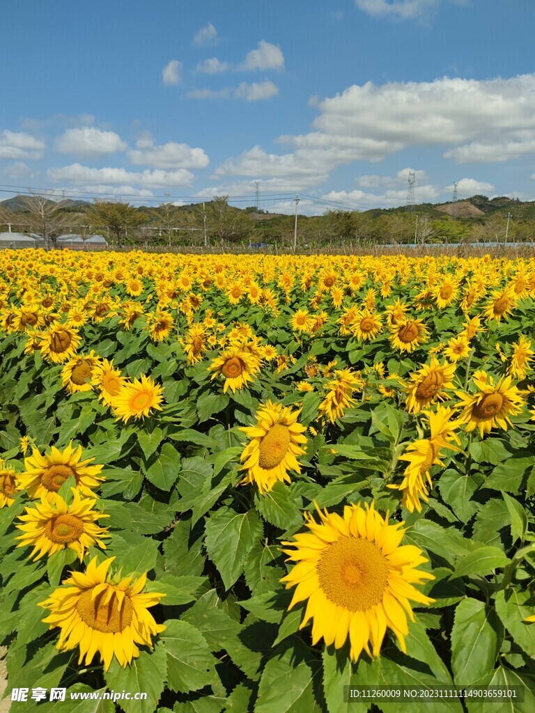 向日葵