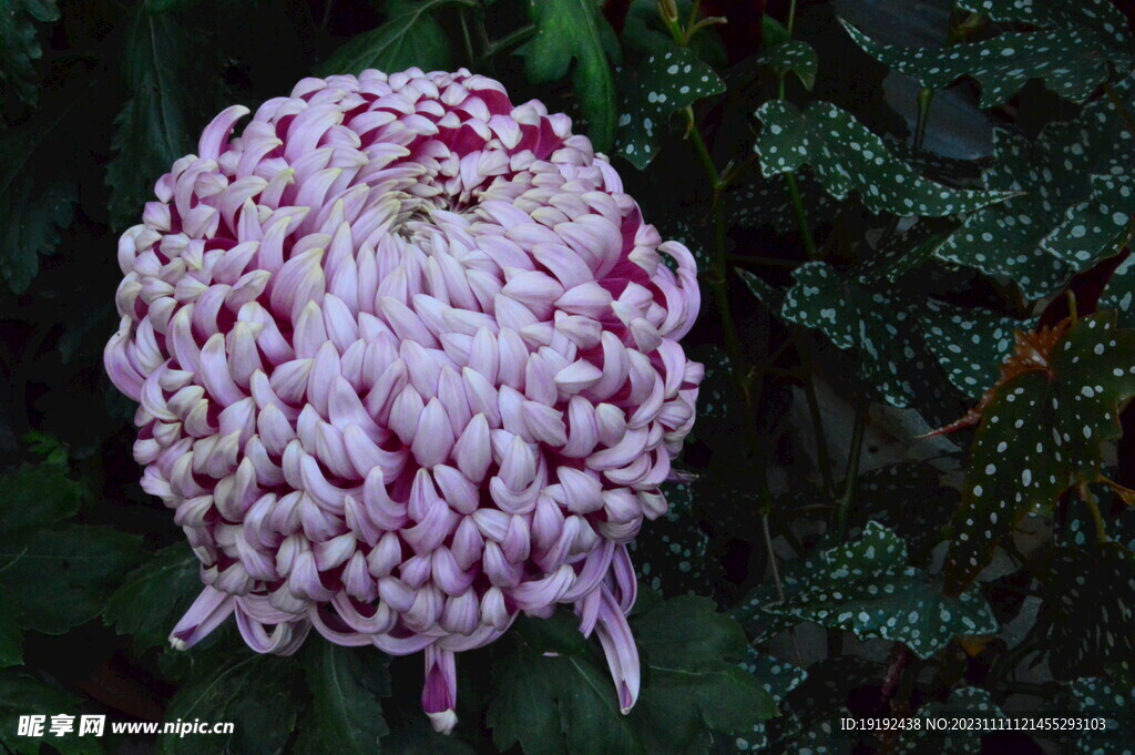 菊花 