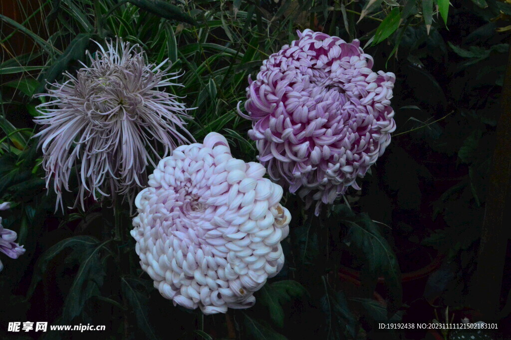 菊花 