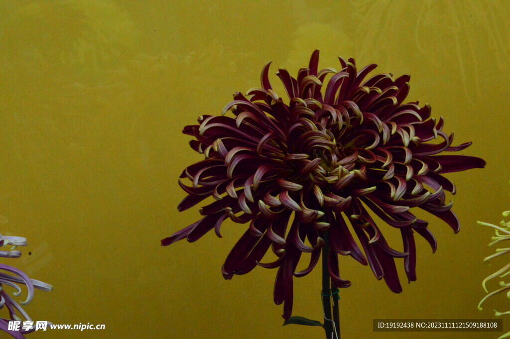 菊花 