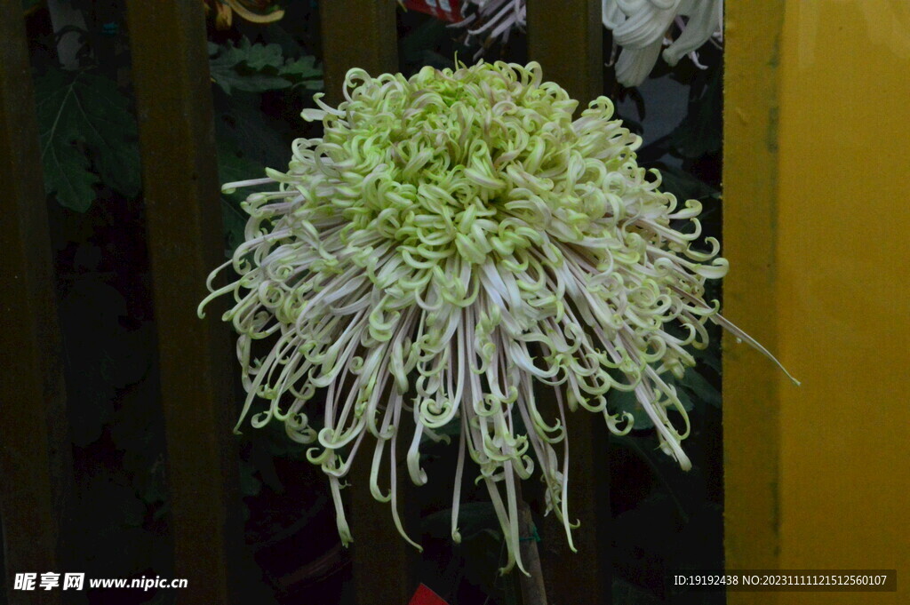 菊花