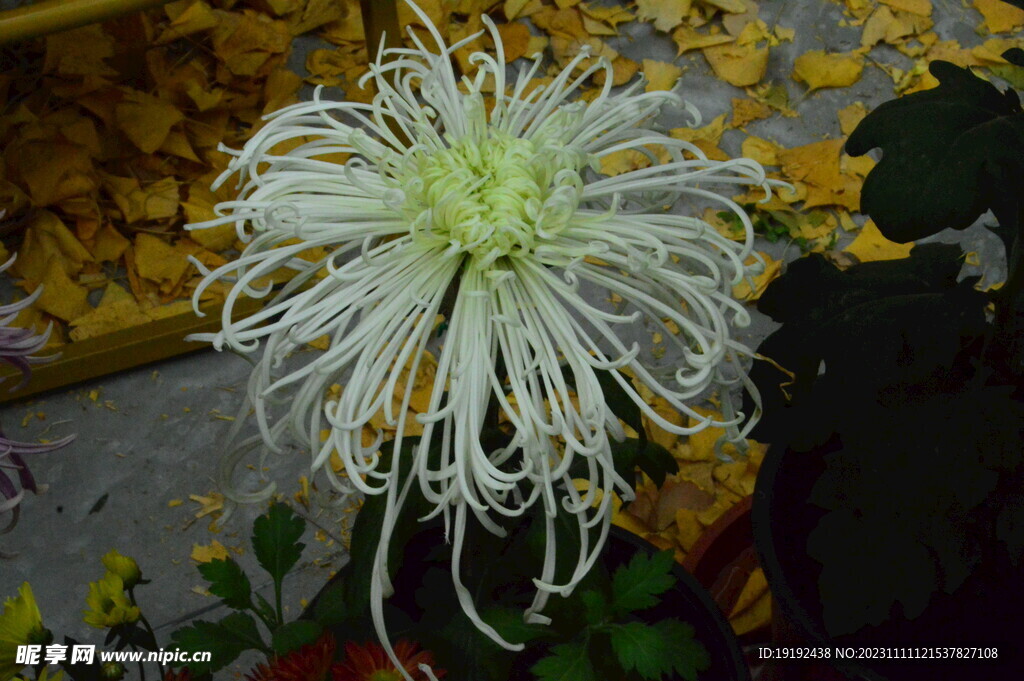 菊花