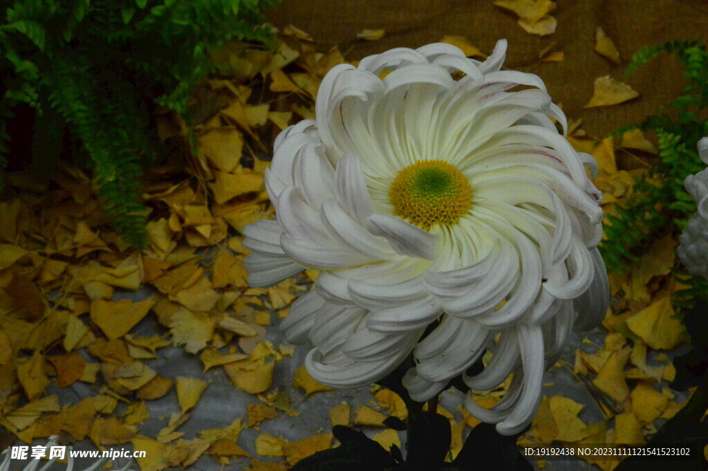 菊花