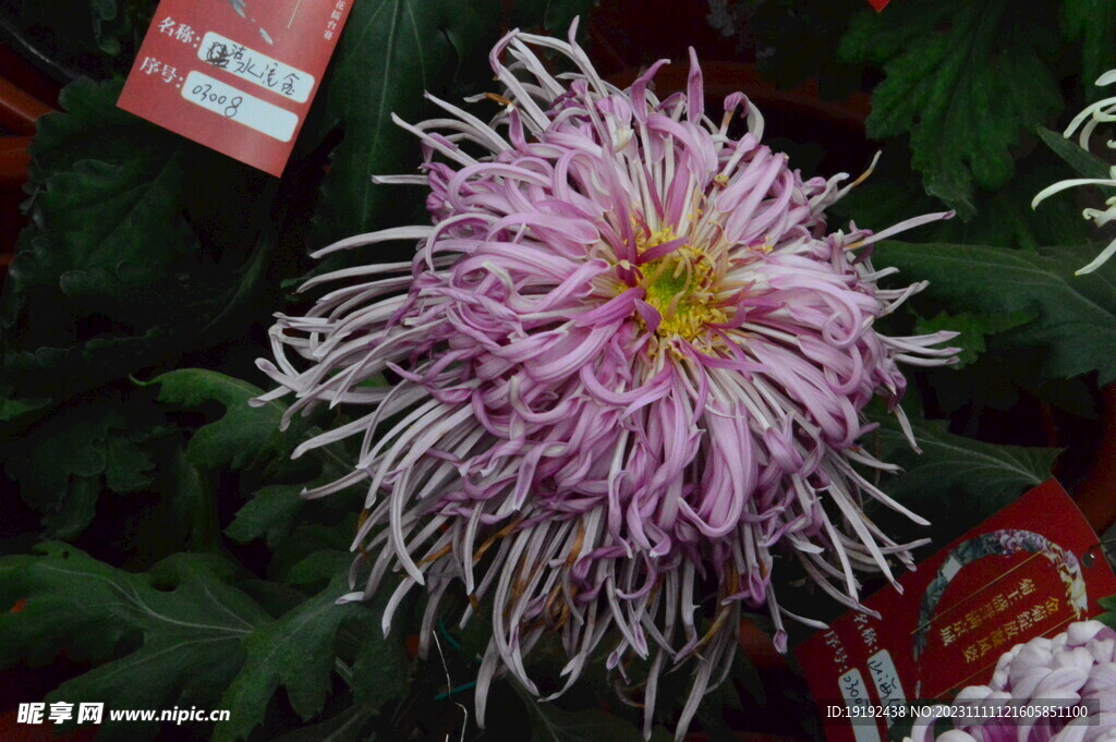 菊花