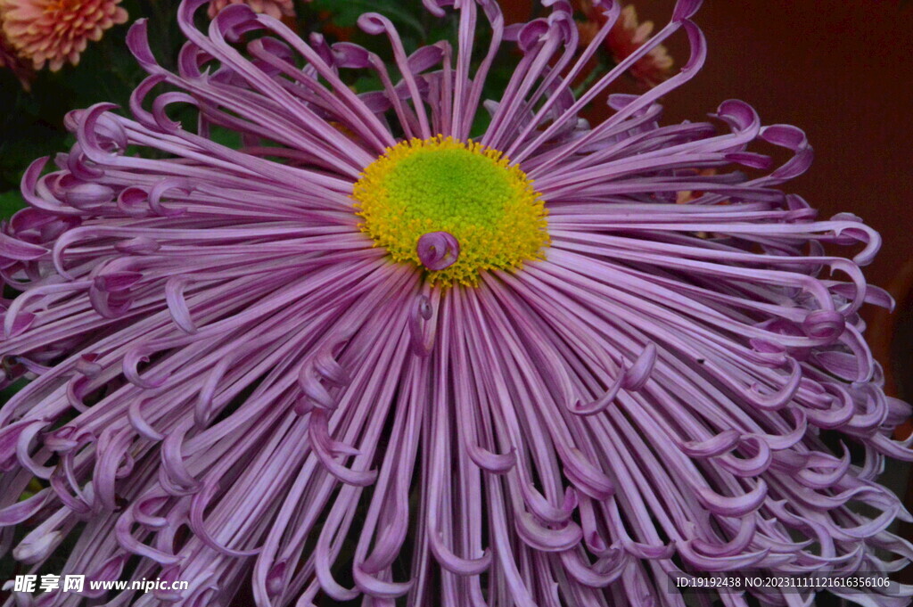 菊花 