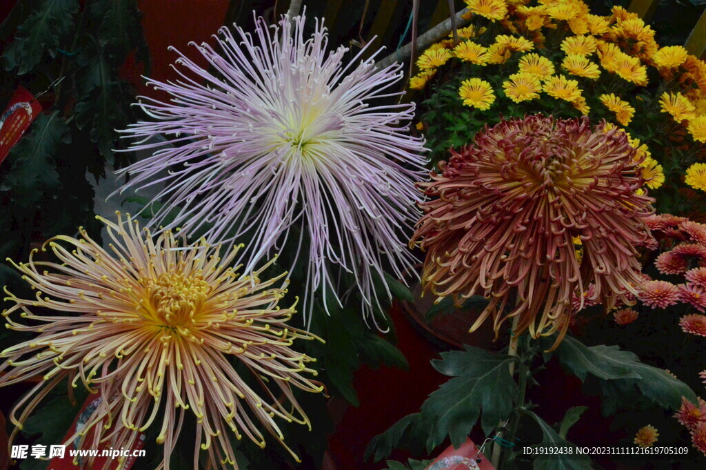 菊花