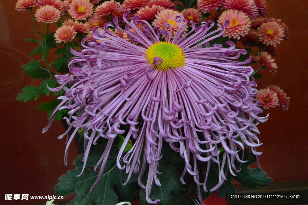 菊花
