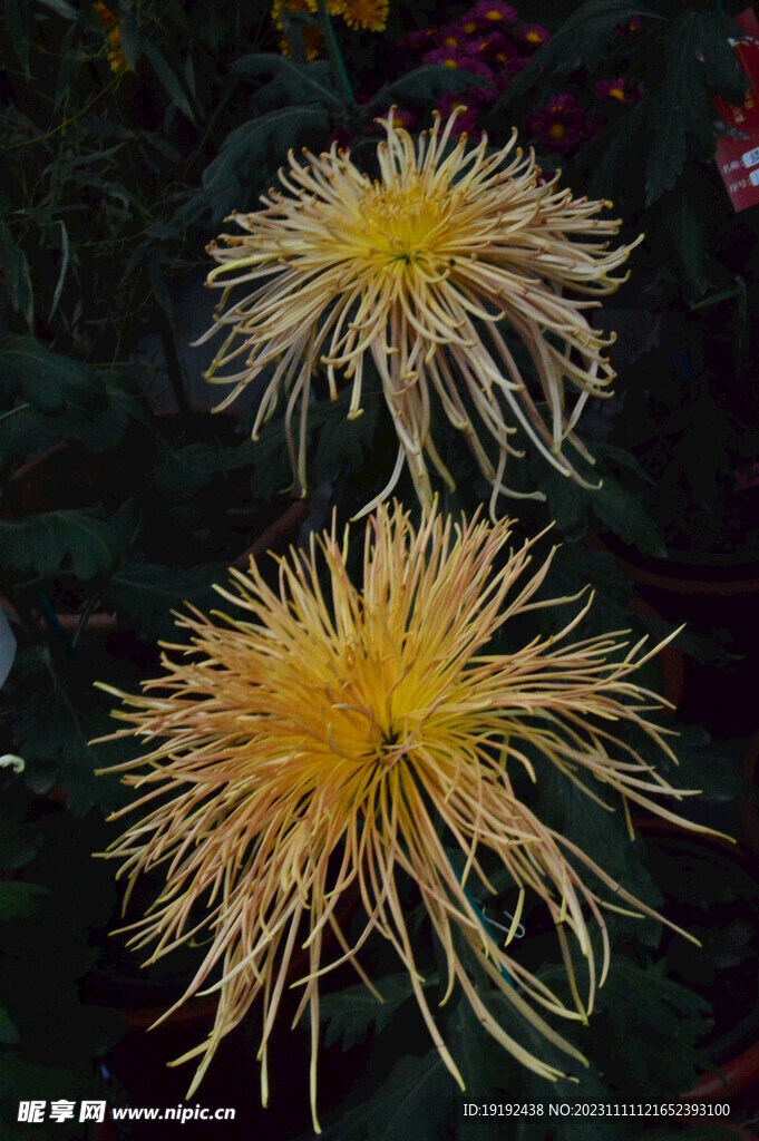 菊花